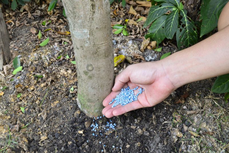 Tree Fertilization Service