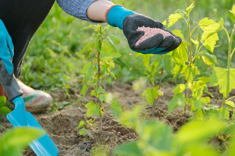 Tree Fertilization Service