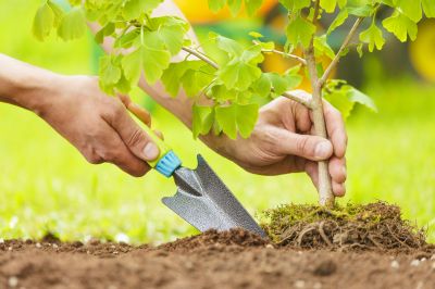 Tree Fertilization Service