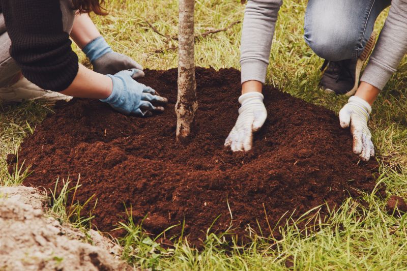 Tree Fertilization Service