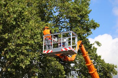 Tree Fertilization Service