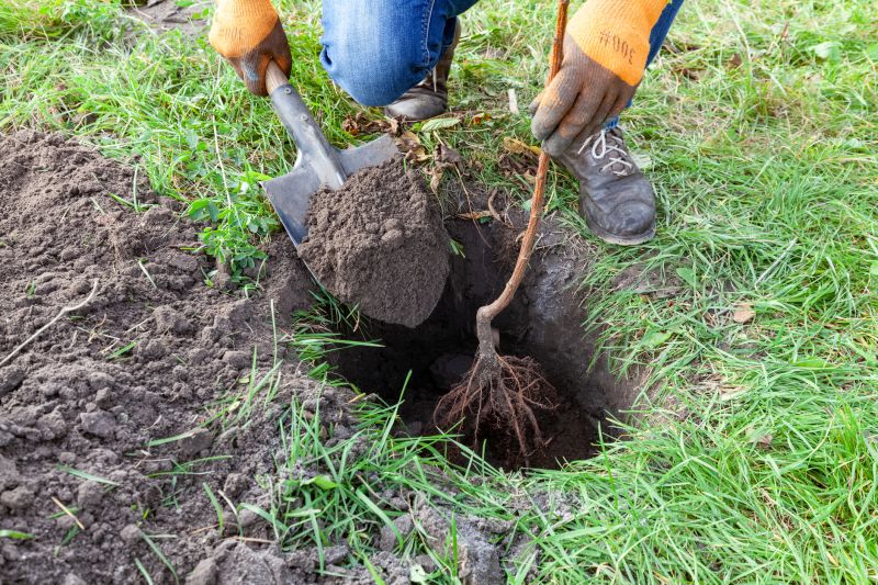 Tree Fertilization Service