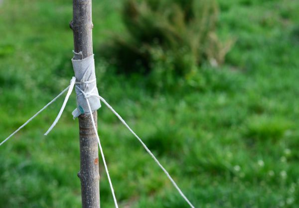 Tree Straightening Service