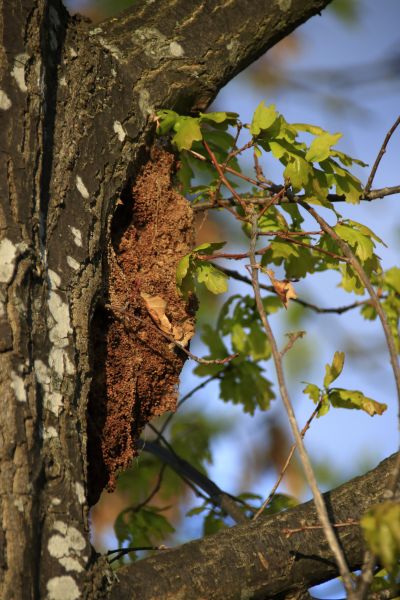 Tree Insect Treatment