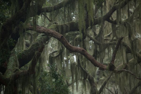 Spanish Moss Extermination