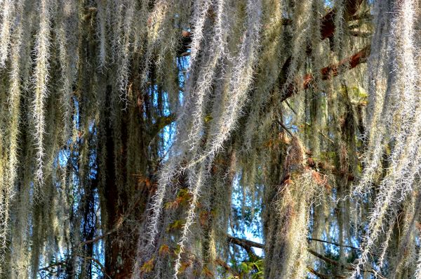 Spanish Moss Eradication