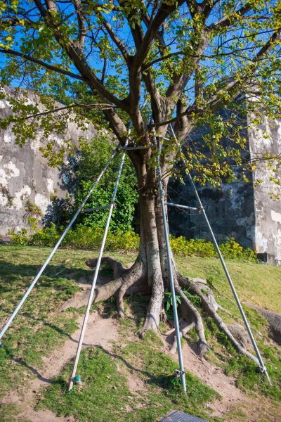 Tree Posture Adjustment