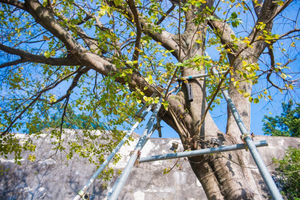 Tree Adjustment