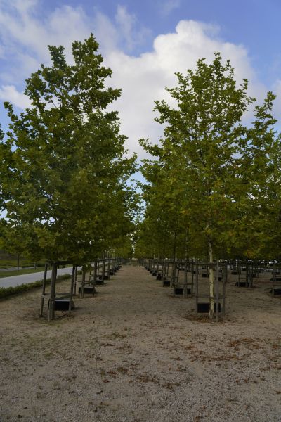 Tree Realignment