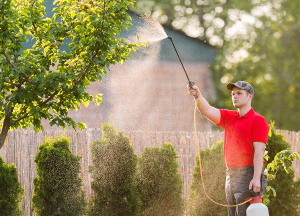 Tree Fertilization Service